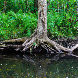 Roots on Water by Julien Boutin