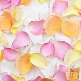 Rose petals background by Elena Elisseeva