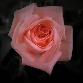 Rose by Richard Andrews