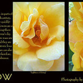 Rose Yellow Photo Collage and Text - Floral Photography and Art - Yellow Roses - Wide Format