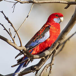 Crimson Rosella 1 - Australia by Steven Ralser