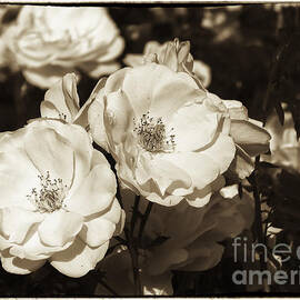 Roses in Monochrome