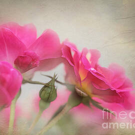Roses Reaching for the Sky by Judi Bagwell