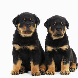 Rottweiler Puppy Dogs by John Daniels