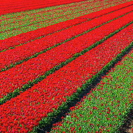 Rows Of Colorful Flowering Tulips by Jason Langley
