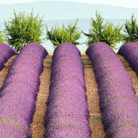 Rows Of Lavender With Trees On Top Of by Michele Berti