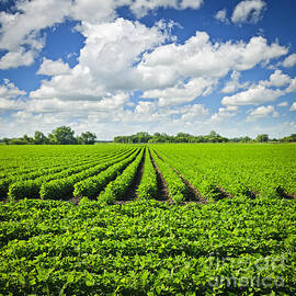 Rows of soy plants in field by Elena Elisseeva