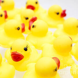 Rubber Ducky You Are The One by Edward Fielding