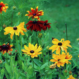 Rudbeckia Hirta Rustic Dwarfs by Science Photo Library