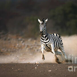 Running Zebra by Johan Swanepoel