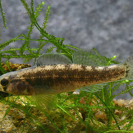 Rush Darter by USFWS/Science Source
