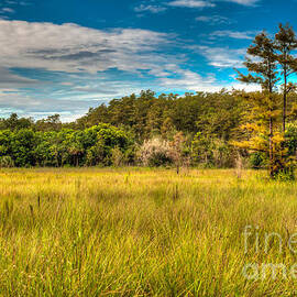 SAWGRASS  MARSH by Charles Dobbs