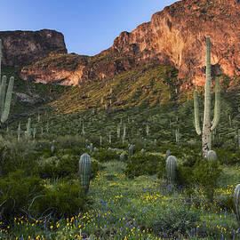 Saguaro cactus in front of Picacho Peak by Dave Dilli