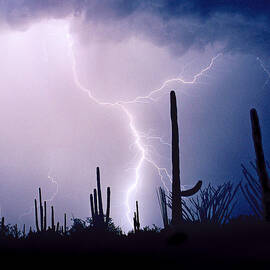 Saguaro Lightning - Square by Douglas Taylor