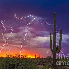 Saguaro Stormy Sunset II by Nicholas  Pappagallo Jr