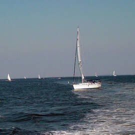 Sail Boats in Chesapeake Bay