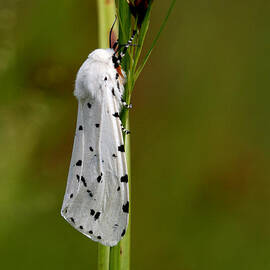 Salt Marsh Moth by April Wietrecki Green