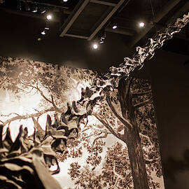 Sauropod Dinosaur Fossil Display by Science Photo Library
