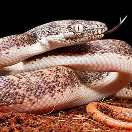 Savu Python In Defensive Posture by David Kenny