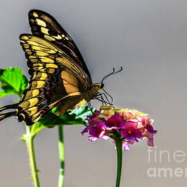 Sawallowtail Butterfly by Robert Bales
