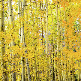 Scenic Vista Fall Colors Mountains by Adventure photo