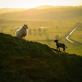 Scottish Sheep and Lamb by Mr Doomits