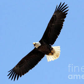 Screaming Eagle by Bob Hislop