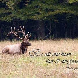 Scripture Photo with Elk Sitting by Jill Lang