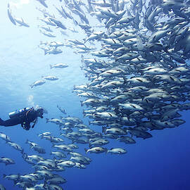 Scuba Diver With Shoal Of Snappers by Kennet Havgaard