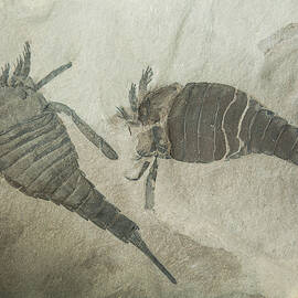 Sea Scorpion Fossils by Millard H. Sharp