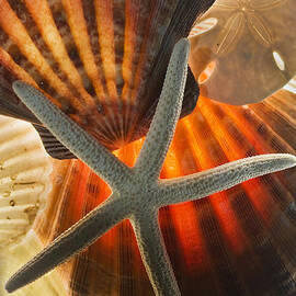 Sea Shells by Bob Decker