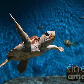 Sea Turtle 5D25085 by Wingsdomain Art and Photography