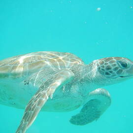 Sea Turtle Time