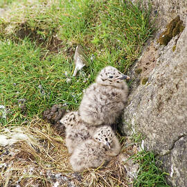 Seagull Chicks by Science Photo Library