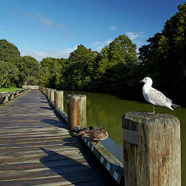 Seagull On Boardwalk By Mahurangi by David Wall