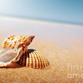 Seashell and Conch by Carlos Caetano