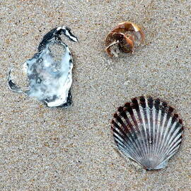 Seashells On the Beach