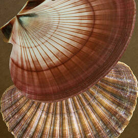 Seashells Spectacular No 53