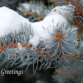 Season's Greetings 2 by Donna Kennedy