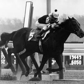 Seattle Slew Horse Racing #05 by Retro Images Archive