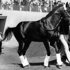 Seattle Slew Horse Racing #09 by Retro Images Archive