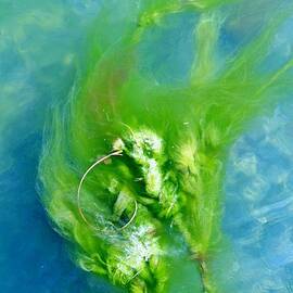 Seaweed by Cynthia Guinn