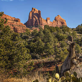 Sedona Cactus and Sandstone by Mary Jo Allen