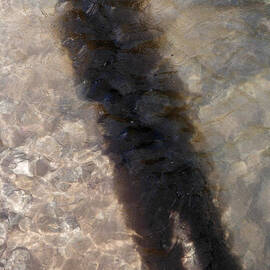 Selfportrait of a Shadow