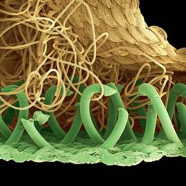 Sem Of A Hooks And Loops Fastener by Science Photo Library
