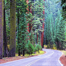 Sequoia Hwy by Beth Sargent