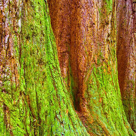 Sequoia tree trunks covered with moss by Matthias Hauser