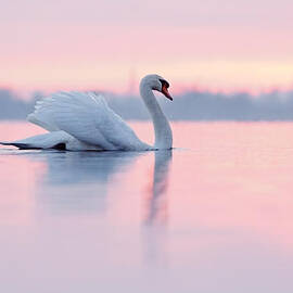 Serenity   Mute Swan at Sunset by Roeselien Raimond