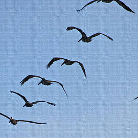 Seven Pelicans Six In A Row by Tom Janca