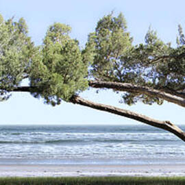 Shade Tree Panoramic by Mike McGlothlen